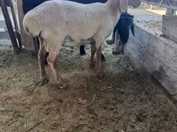 公羊, Sheep — 照片 4