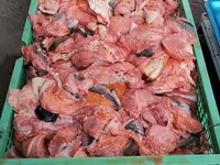 Закупаем субпродукты, рубец, фарш. Говядина, баранина, конина, птица. Для кормления собак. Viber. — фото 4