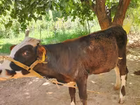 Toro, Simmental cattle — foto 1