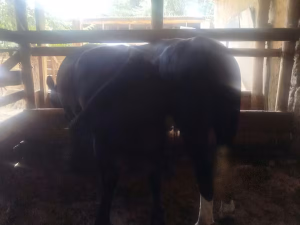 Bulle, Aberdeen-Angus — Kirgisistan