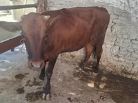 ثور, الماشية — الصورة 2