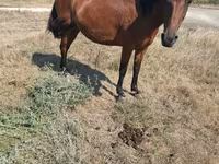 母马, Horses — 照片 4