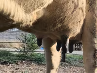بقرة, Swiss cattle — الصورة 7