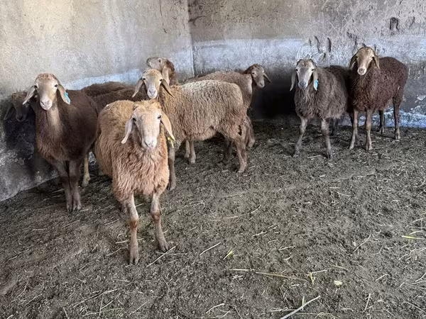 Schaf, Schafe — Kirgisistan