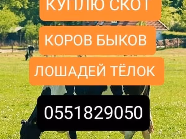 Бык, Коровы