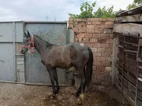 Yegua, Caballos — foto 4