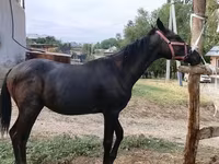 Horse (M), Horses — photo 5