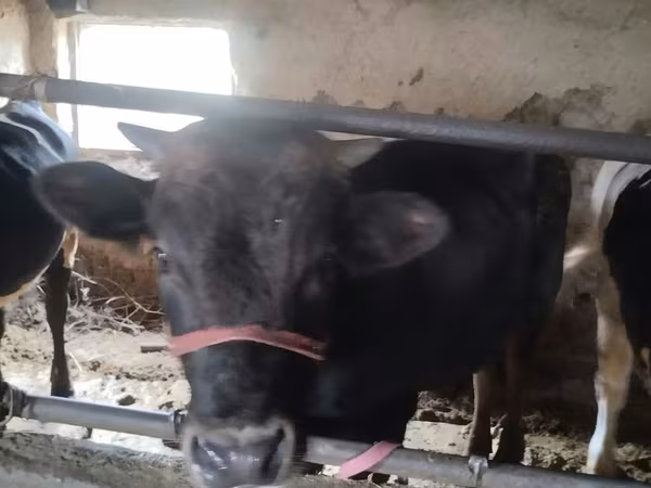 Kuh, Holstein-Rasse — Kirgisistan