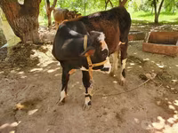 Toro, Simmental cattle — foto 2