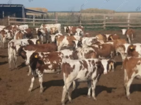 Vaca, Simmental cattle