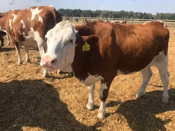 Vaca, Raza Holstein