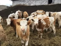 Vaca, Montbéliarde — foto 6