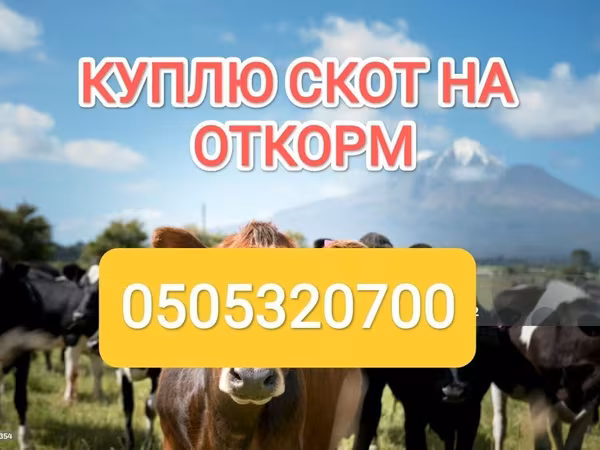 Бык, Швицкая порода — Кыргызстан