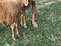 Oveja, Ovejas — foto 3