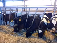 Bull, Holstein breed — photo 1