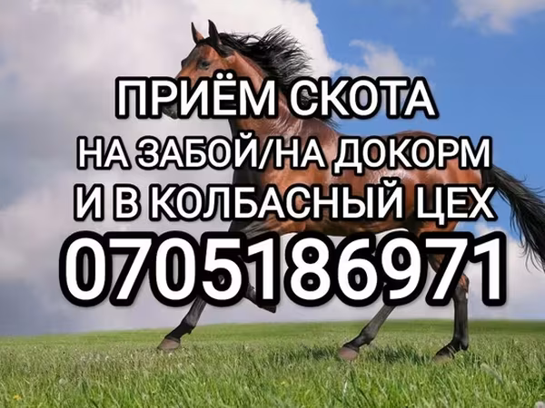 Конь, Лошади