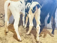 Bulle, Holstein-Rasse — Foto 5