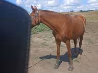 Yegua, Caballos — foto 1