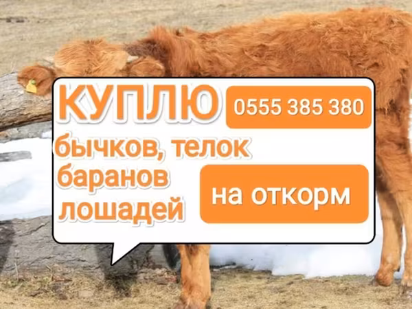 Бык, Коровы — Кыргызстан