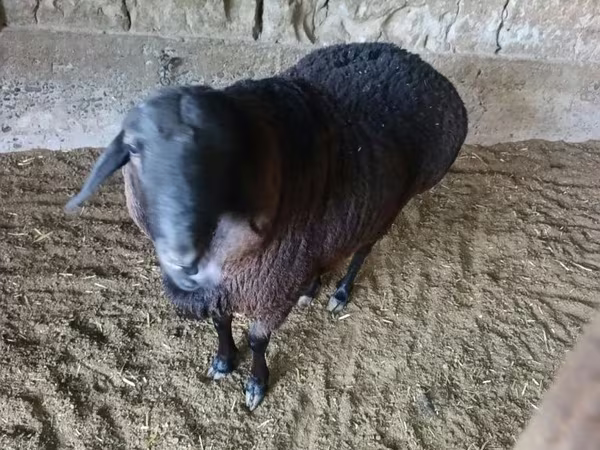 كبش, الأغنام — أوزبكستان