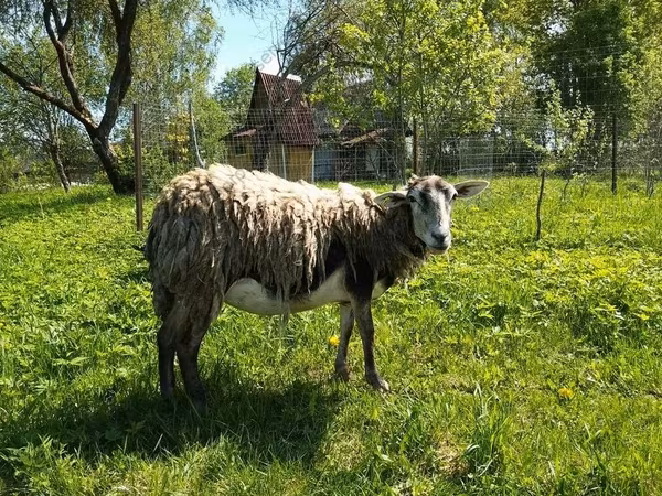 Коза, Кеджобонг коза