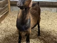 Cabro, Alpine goat — foto 1