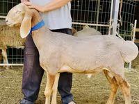 Widder, Dorper sheep — Foto 3