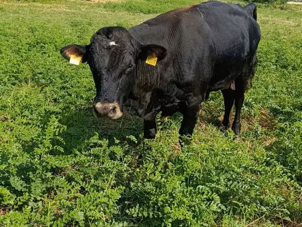Toro, Vaca roja sin cuernos