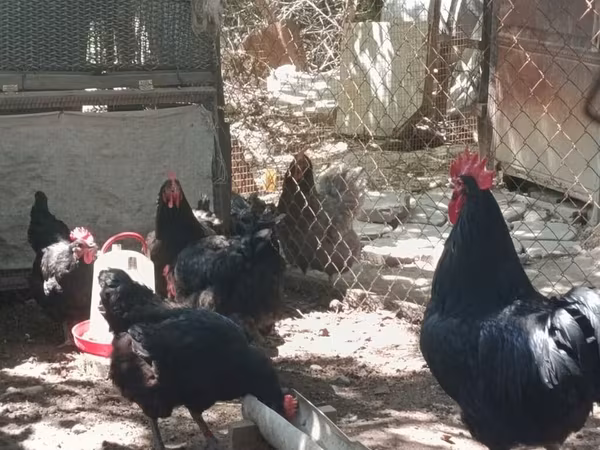 Джерсийский гигант