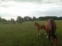 Stute, Percheron — Foto 7