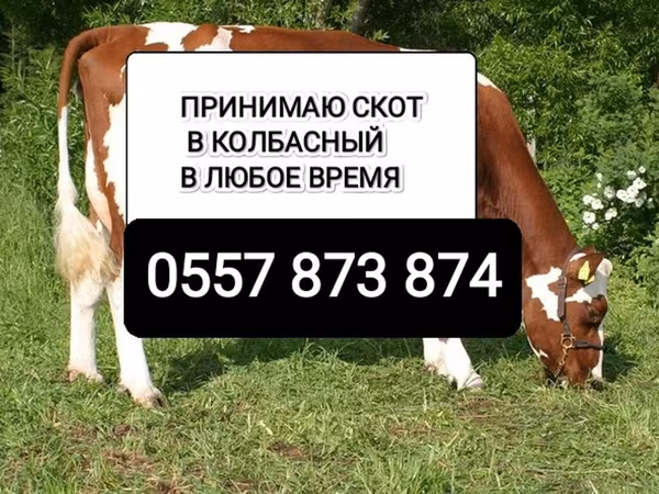 Бык, Коровы