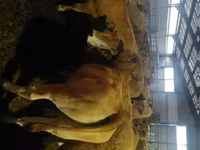 गाय, Aubrac cattle — फ़ोटो 1