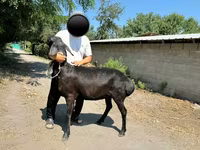 Schaf, Arashan sheep — Foto 6
