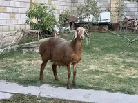 公羊, Hissar sheep — 照片 3