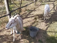 母山羊, LaMancha goats — 照片 2