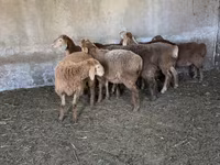 Oveja, Ovejas — foto 2