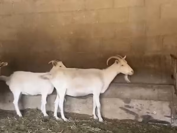 Коза,  — Кыргызстан
