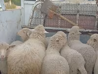 Schaf, Merino sheep — Foto 4