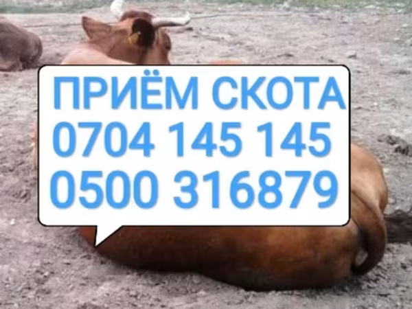 Бык, Коровы