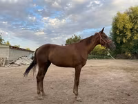 Yegua, Canadian horse breed — foto 2