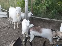 公山羊, LaMancha goats — 照片 2