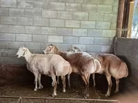 Oveja, Afghan Arabi sheep — foto 3