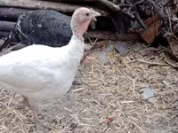 Turkeys — الصورة 1