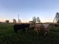 Kuh, Swiss cattle — Foto 8