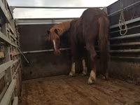 母马, Horses — 照片 1