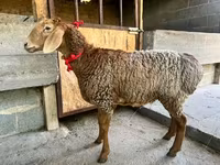نعجة, Arashan sheep — الصورة 2