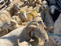 母羊, Sheep — 照片 3