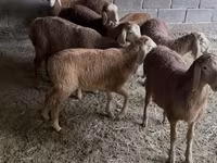 Carnero, Arashan sheep — foto 1