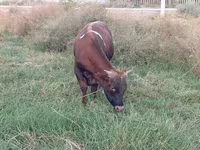 公牛, Cattle — 照片 4