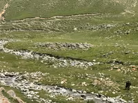 Кумыс из свежего кобыльего молока - Традиционный ферментированный — фото 3